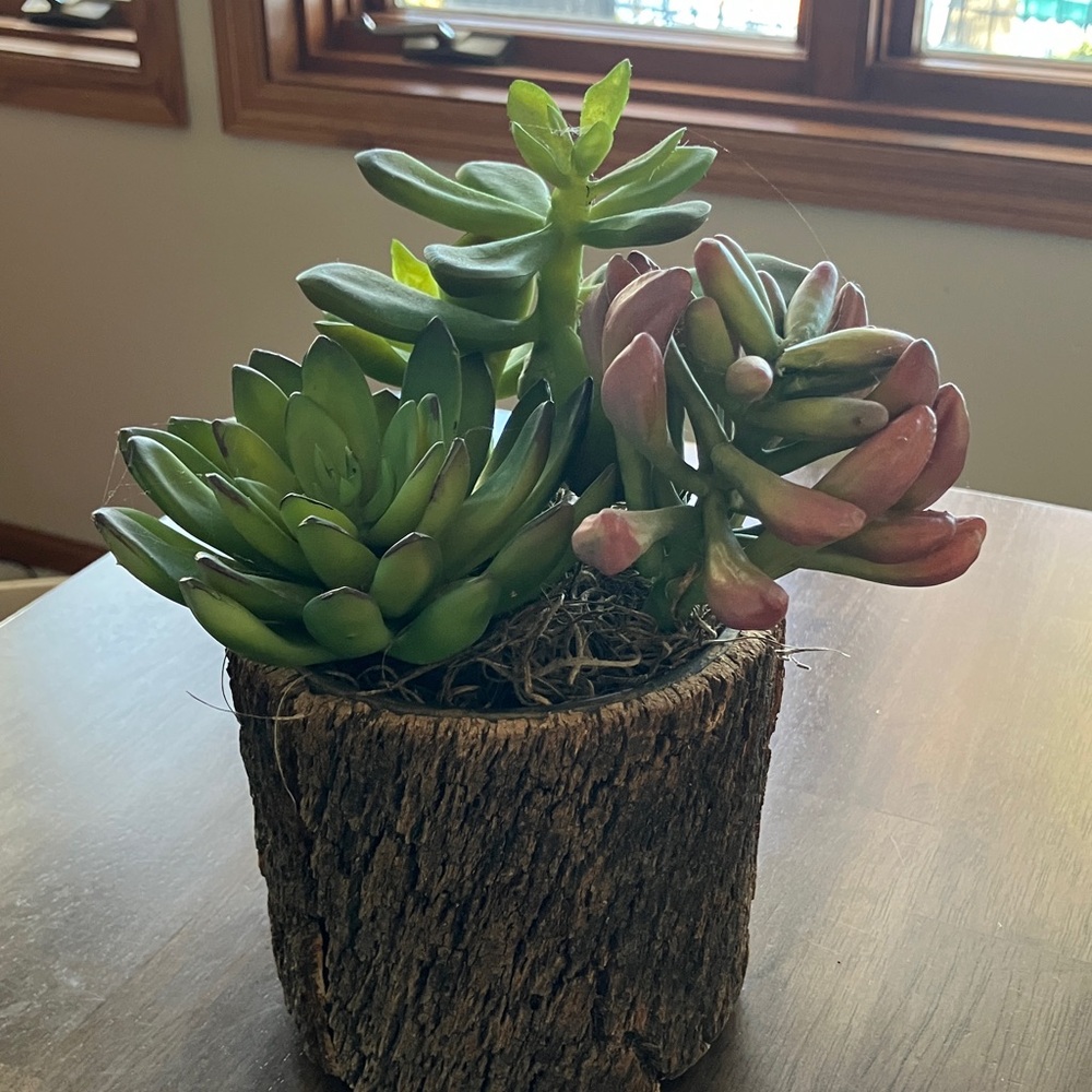 Bark cylinder artificial Succulent Plant